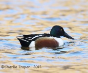 6S3A3972Northern_Shoveler