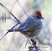 6S3A4191Green-Tailed_Towhee