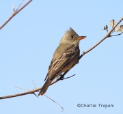 6S3A4235Greater_Pewee