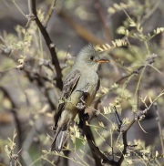 6S3A4245Greater_Pewee