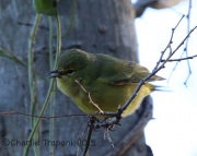6S3A4316Orange-Crowned_Warbler