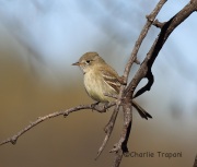6S3A4368Gray_Flycatcher