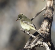 6S3A4369Gray_Flycatcher
