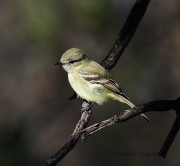 6S3A4370Gray_Flycatcher