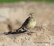 6S3A4472American_pipit