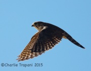 6S3A4499Merlin