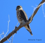 6S3A4552Merlin_Santa_Cruz_Flats