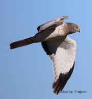 6S3A4584Northern_Harrier