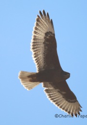 6S3A4606Ferrugnious_Hawk