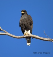 6S3A4628Harris's_Hawk