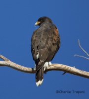 6S3A4632Harris's_Hawk