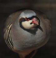 6S3A4688Chukar