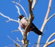 6S3A4702Lewis's_Woodpecker