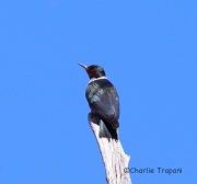 6S3A4717Lewis's_Woodpecker