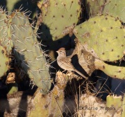 6S3A4745Rufous-Winged_Sparrow
