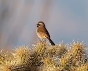 6S3A4771Black-Throated_Sparrow
