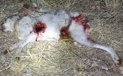 6S3A4797Dead_JackRabbit