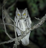 6S3A4833Western_Screech_Owl