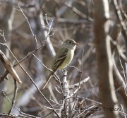 6S3A4873Hammond's_Flycatcher