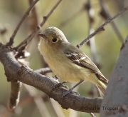 6S3A4898Hutton's_Vireo