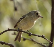 6S3A4904Hutton's_Vireo