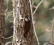 6S3A4928Arizona_Woodpecker