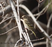 6S3A4934Pine_Siskin
