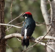 6S3A4939Acorn_Woodpecker
