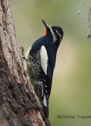 6S3A4989Williamson'sSapsucker
