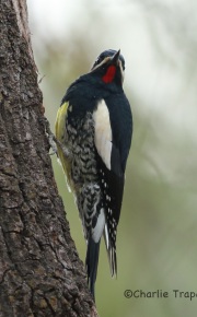 6S3A5010Williamson's_Sapsucker