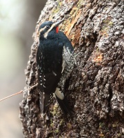 6S3A5031Williamson's_Sapsucker