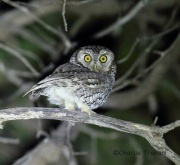 6S3A5142Whiskered_Screech_owl
