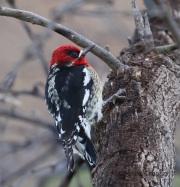 6S3A5318Red-Breasted_Sapsucker