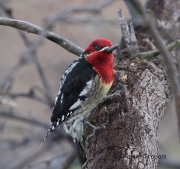 6S3A5324Red-Breasted_Sapsucker