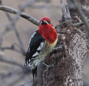 6S3A5327Red-Breasted_Sapsucker