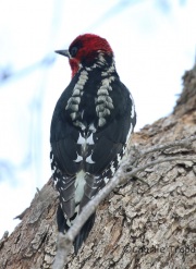 6S3A5330Red-Breasted_Sapsucker