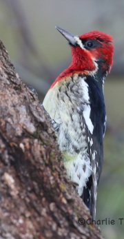 6S3A5334Red-Breasted_Sapsucker