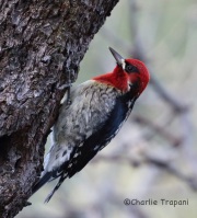 6S3A5349Red-Breasted_Sapsucker