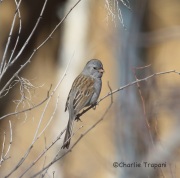 6S3A5401Black-Chinned_Sparrow