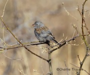6S3A5429Black-Chinned_Sparrow