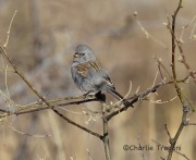 6S3A5431Black-Chinned_Sparrow