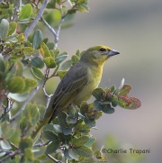 6S3A5469Hepatic_tanager