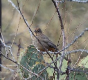 6S3A5474Canyon_Towhee