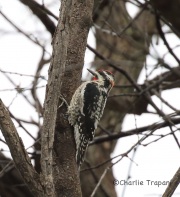 6S3A5519Red-Naped_Sapsucker