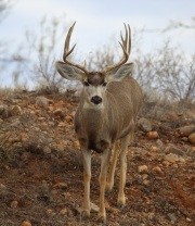 6S3A5549Mule_Deer