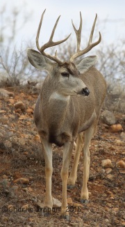 6S3A5551Mule_deer_montosa_Canyon