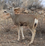 6S3A5553Mule_Deer
