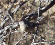 6S3A5595Rufous-crowned_Sparrow