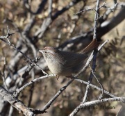 6S3A5609Rufous-Crowned_Sparrow