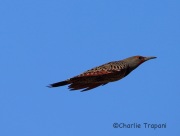 6S3A5616Northern_Flicker_Red-Shafted